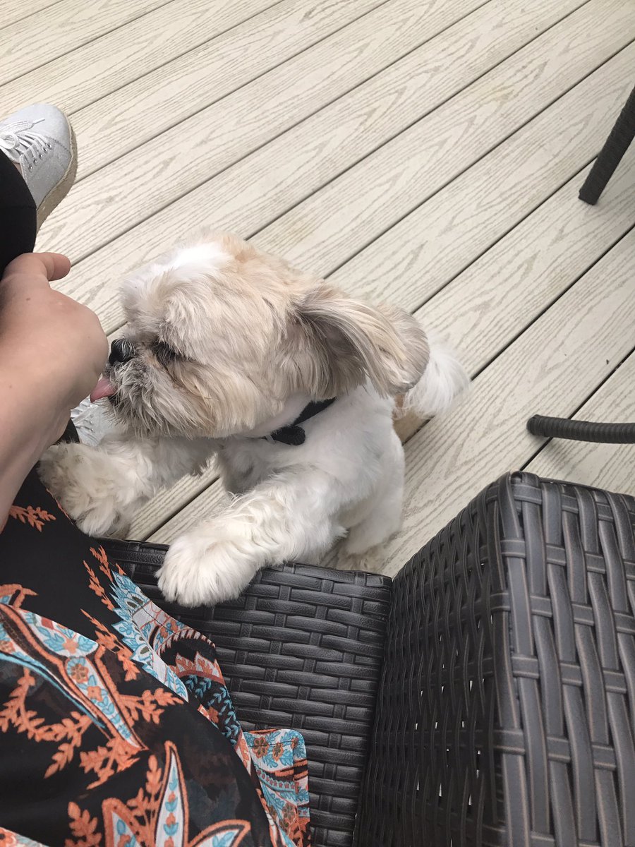 ErnestFriends's tweet photo. Just casually asking for treats... https://t.co/P2b919uFx2