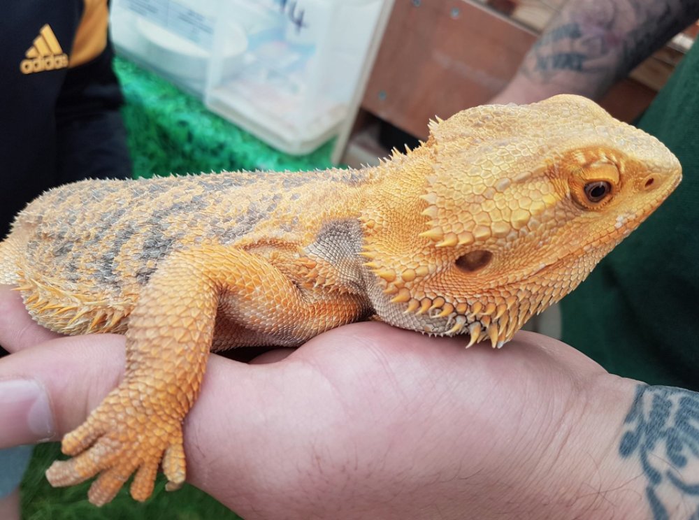 Staffs Showground tweet media