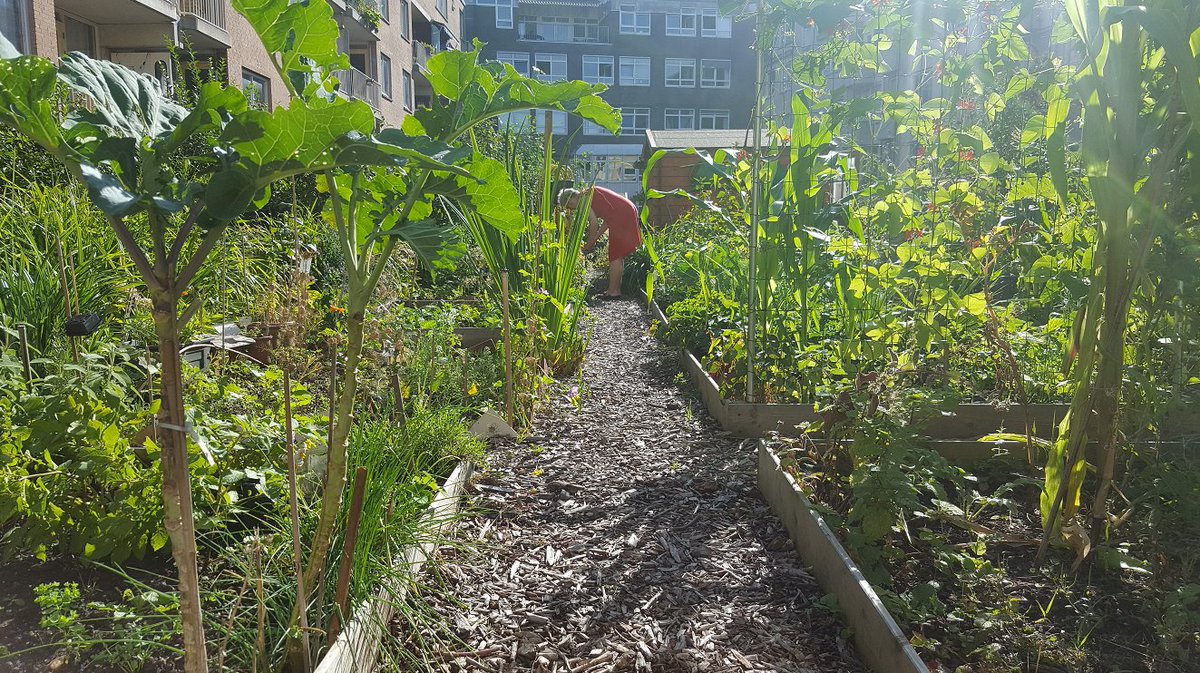 Amsterdam Weerproof tweet media