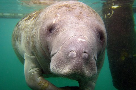 RiverVentures's tweet photo. They say beauty is in the eyes of the beholder, but these are some gorgeous creatures. #riverventures #welovemanatees #riverlife https://t.co/lwEbnHikmh