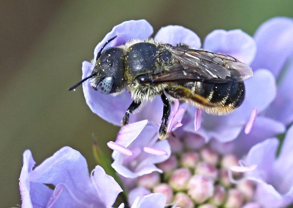 B_Strawbridge's tweet photo. 'O' is for... Osmia spinulosa (Spined mason bee) - one of our snail shell nesting species #AlphabetBees Day 15 #bees #wildlife #solitarybees https://t.co/gin2B8ttVO