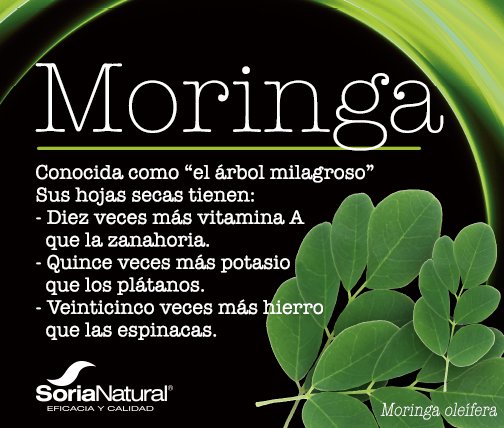 SoriaNatural's tweet photo. ¡Hoy os descubrimos un nuevo #superalimento! 👏 ¿Conocíais la #Moringa?
También es conocida como "árbol milagroso" 😉 https://t.co/GED2LuUkCM