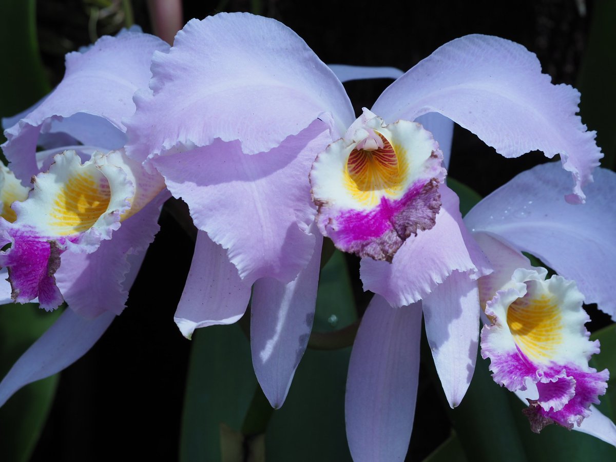 ミリル Twitterren 女王の花カトレア 蘭の中では格別かと よく見ると 大きすぎて苦手かなっと思うけどなかには小さなものもあるらしい 蘭は難しい 育てるのもきっと気を使う 昔 蘭の庭と言えば貴婦人や美女が白いベンチに座ってたり って多少わからない人も