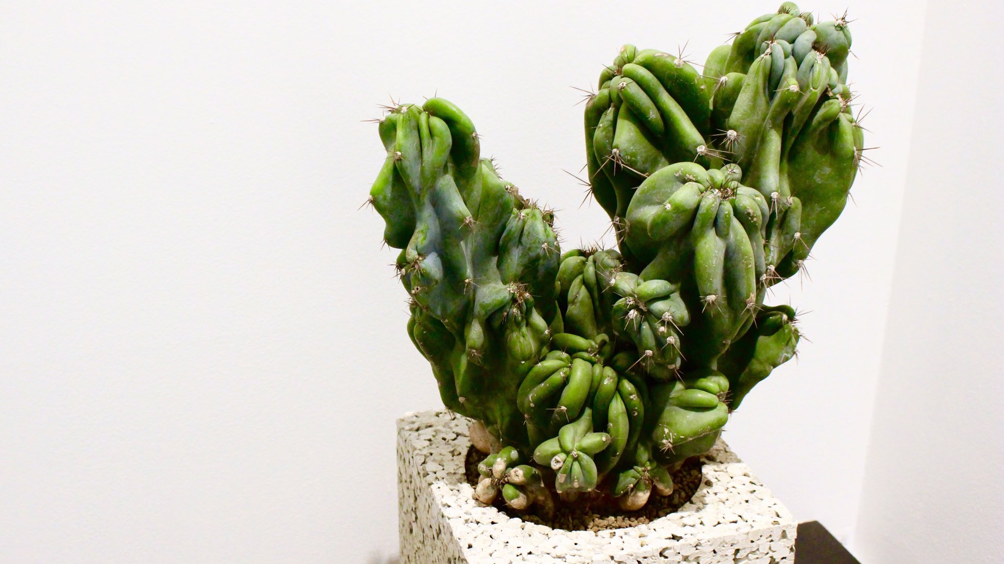 Graphpaper 新入荷の竜神木は柱サボテンの仲間で 本来まっすぐ成長していくが 成長点が石化したものは予想外のフォルムに仕上がっていく 奇形とも呼べるほど不規則に発育した本作は独創的で荒々しい印象だが 春から夏にかけて１日しか持たない美しい花