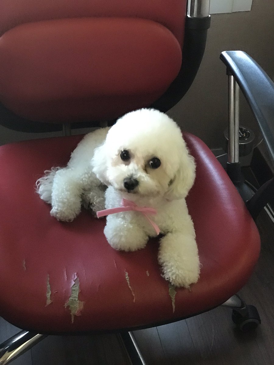 O2Eng1's tweet image. 우리집 강아지들