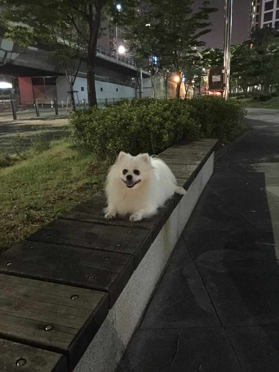 O2Eng1's tweet image. 우리집 강아지들