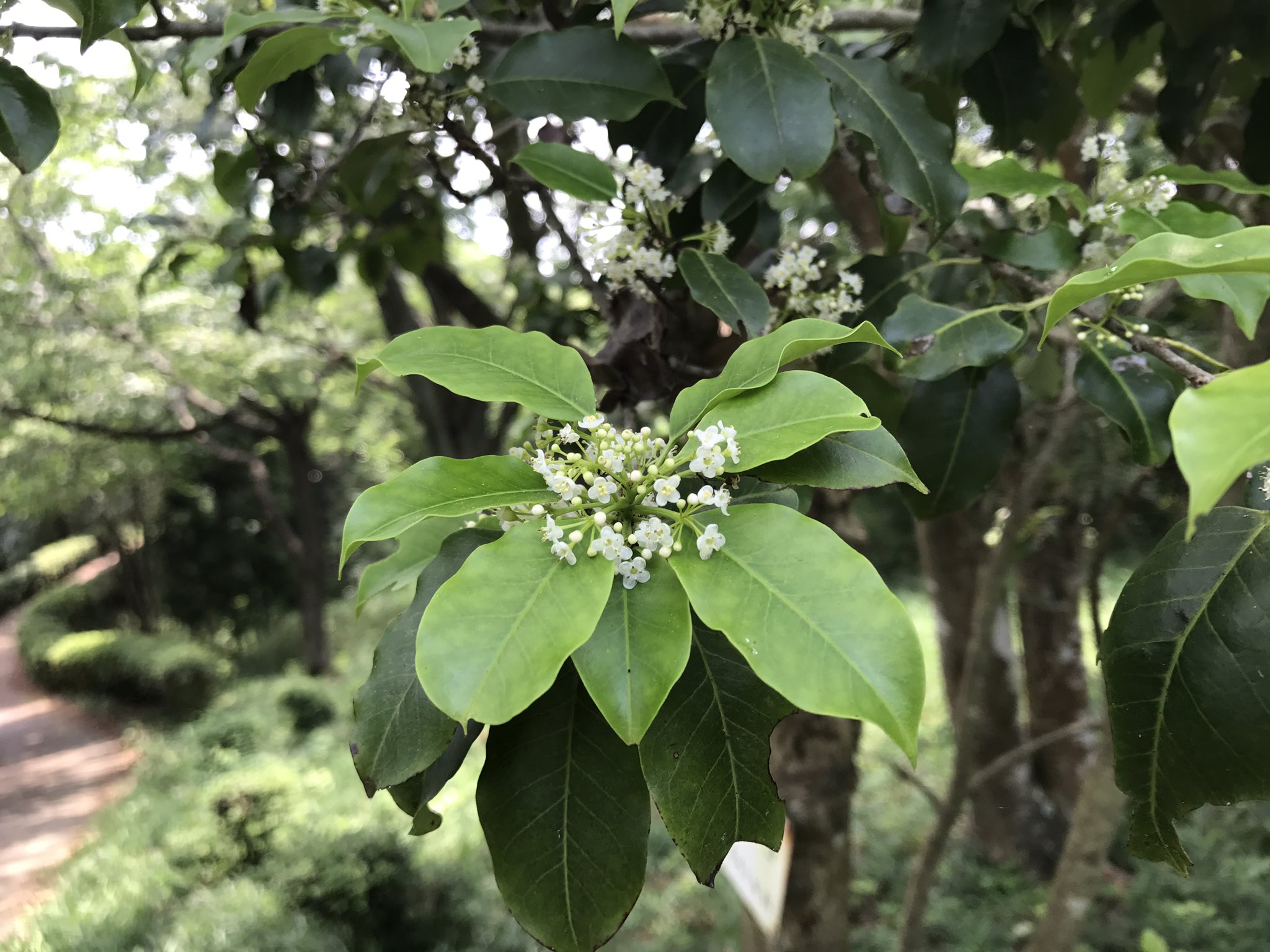 Twitter पर Tac 今日の野草さん ソヨゴ 昨日のソヨゴは 雄株で雄花 今日のソヨゴ は 雌株に付いた雌花 受粉した雌花を指先で押し付けると花が指先に付いてくる これは雌花だけ T Co Slawpxpj38 Twitter