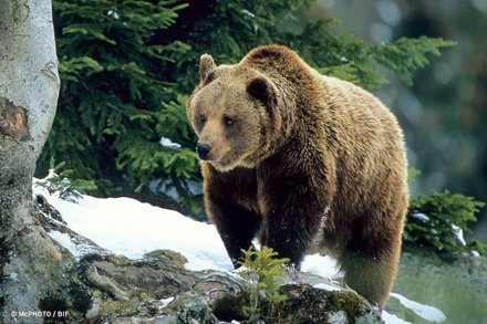 pronaturach's tweet photo. Was tun bei einer Begegnung mit dem #Bär in #Eriz #Bern ? Tipps in unserem Faltblatt https://t.co/aDcuu2BpBE https://t.co/WvVU3lJlLH