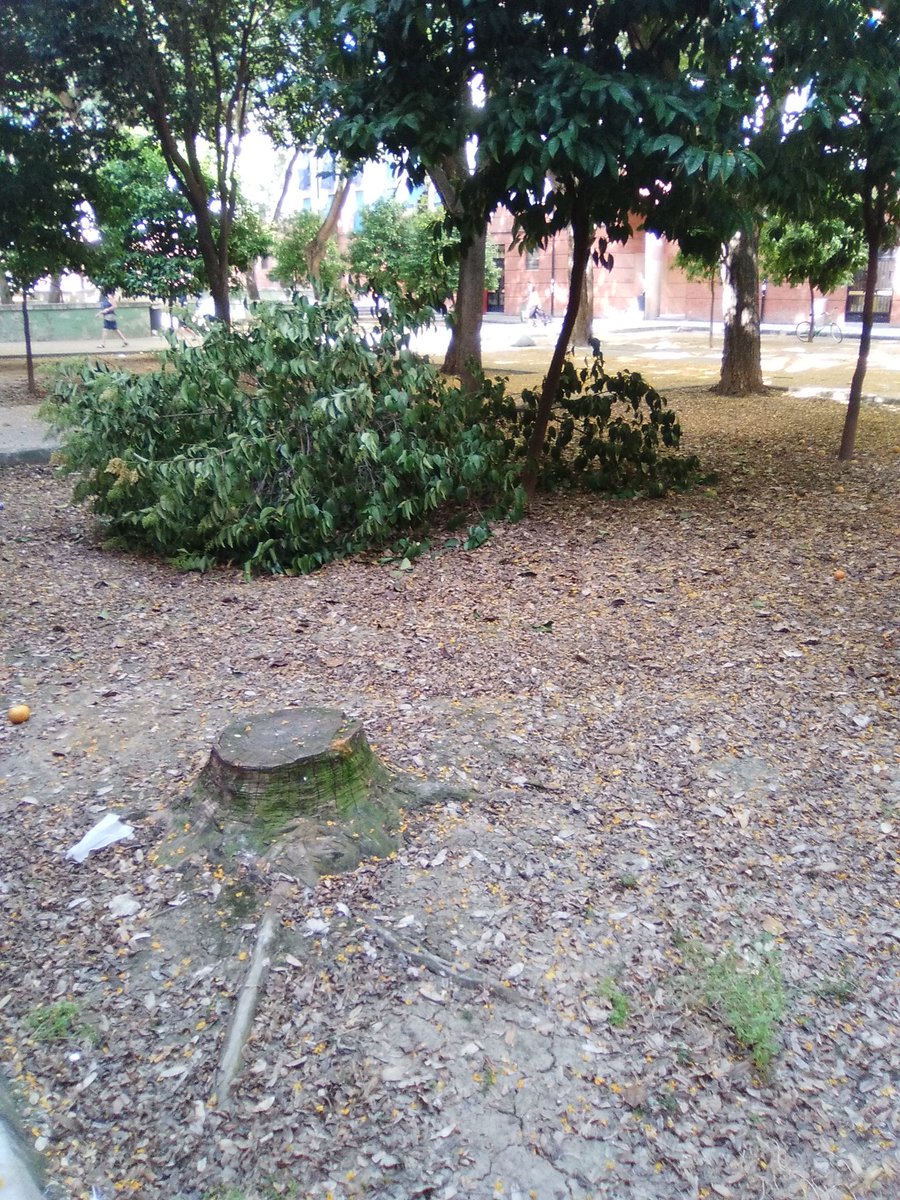 AngelBlueSea's tweet photo. @abcdesevilla ayuntamiento de Sevilla echando se flores y los sevillanos se nos caen las ramas de los árboles, y llevan 3 días avisados https://t.co/OOSMJs5xyu