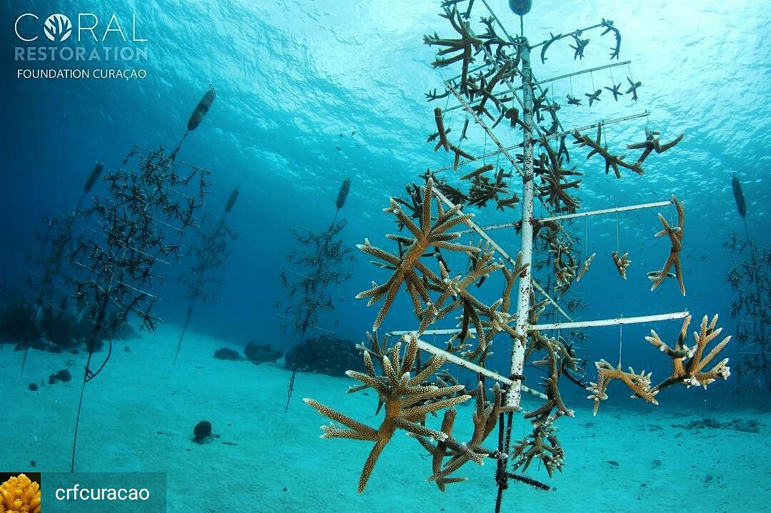scubacuracao's tweet photo. Congratulations Coral Restoration Foundation #Curacao!! #OceanOptimism  #ouroceansourfuture https://t.co/nxfTs5MIqV #scubadiving @coralcrf https://t.co/wOVVPH34gh