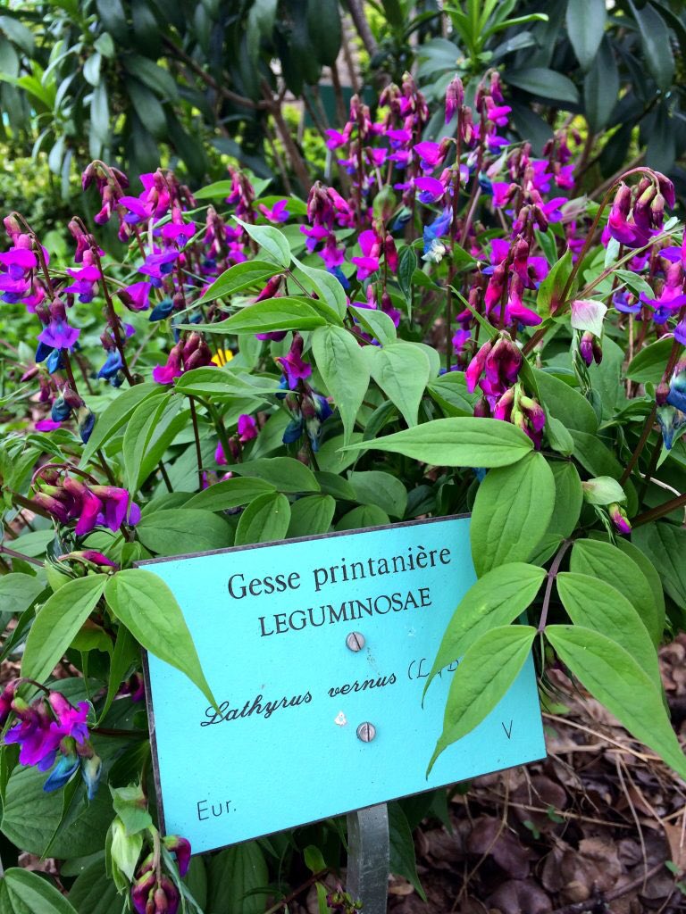DijonDesign's tweet photo. Rendez-vous aux jardins pour butiner, conter fleurette et (re)découvrir deux parcs dijonnais https://t.co/u5Mw5qP06K https://t.co/HjB3rMaHK9