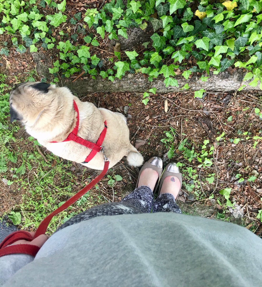 emmasglasses's tweet photo. You know I love a little curly tail 🐖
#pug #puglove
#fromwherestand
#ootd #outfitoftheday #outfitpost on the #blog: https://t.co/mAU1MiQhKu https://t.co/juI5BRFuLt