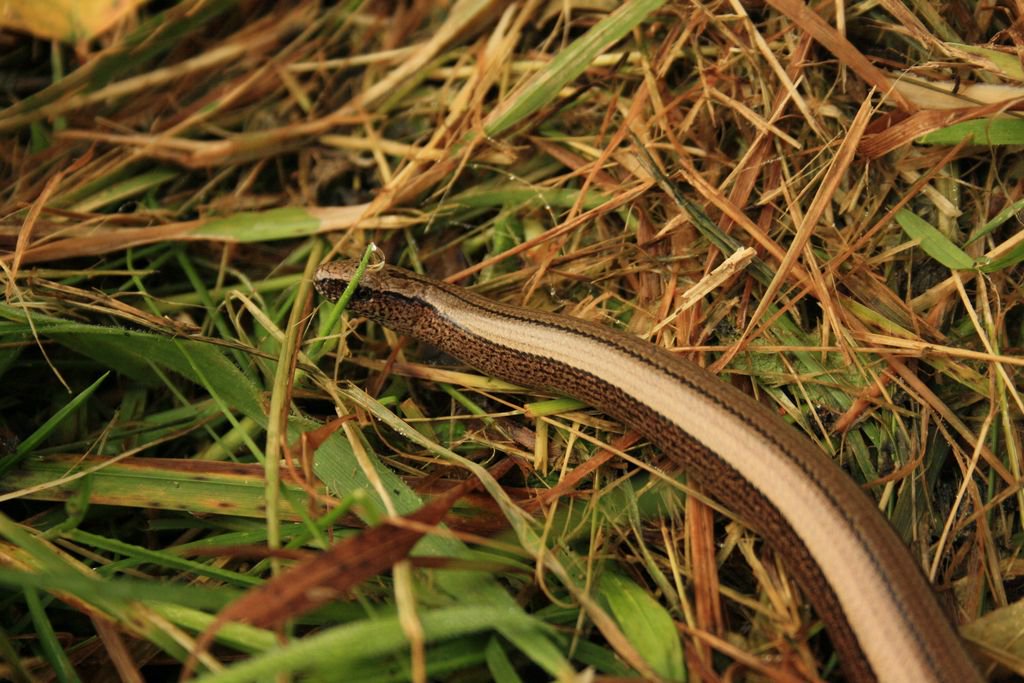reptileproject's tweet photo. #Slowworm #Anguisfragilis #lizard #reptile #UKnative #Wildlife #Nature @reptileproject https://t.co/er2VPW6JDm