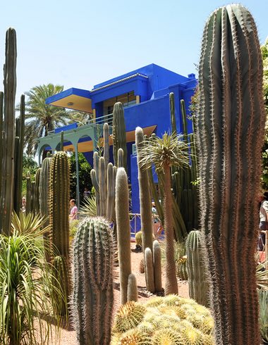 Mexican Embassy UK (@embamexru) on Twitter photo Cómo el cactus se convirtió en la planta más deseada del mundo Via <a href="/guardian/">The Guardian</a> bit.ly/2qIYQKE Cómo el cactus se convirtió en la planta más deseada del mundo Via <a href="/guardian/">The Guardian</a> bit.ly/2qIYQKE