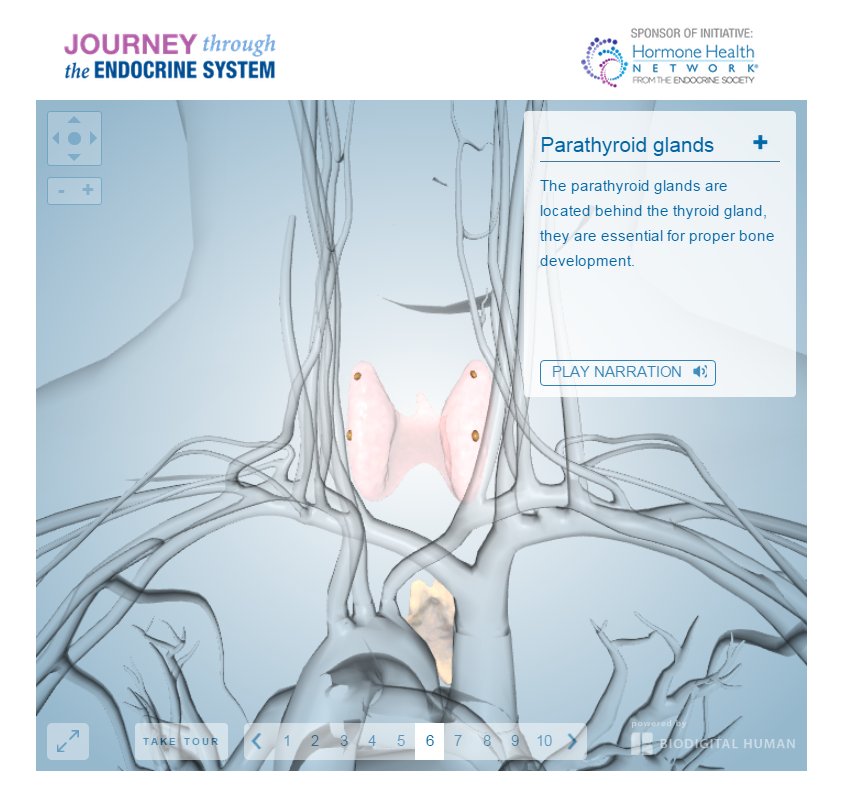 HormoneHealthN's tweet image. Today is World #Hypoparathyroidism Awareness Day! Find out more about this rare endocrine disorder. bit.ly/2rXvQne #hypoparaday2017
