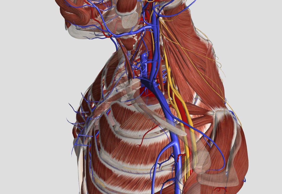 かずひろ先生 なるほど解剖学 A Twitter 鎖骨下静脈は斜角筋隙を 通過 解答 通過しない 鎖骨下静脈は前斜角筋の前を走行するので 斜角筋隙を通過しません 鎖骨下動脈と腕神経叢が斜角筋隙を通過します 解剖学 循環器系 運動器系 上肢の脈管 T Co