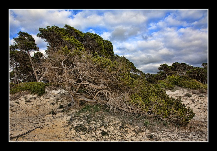 <a href="/ColoniaSanJordi/">Colonia Sant Jordi</a> <a href="/Ses_Salines_/">Ses Salines</a> <a href="/MiquelCalent/">Miquel Calent</a>  La capacitat d'un arbre d'adaptar-se a situacions adverses.  Platja d'es Carbó.  Sa Colònia.