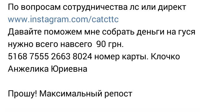 ukrastasia's tweet photo. Прошу всіх небайдужих допомогти гусю знайти будинок
#максимальний #ретвіт https://t.co/L9sDP6dfHZ
