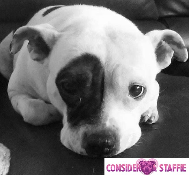 ConsiderAStaff's tweet photo. Clover is today's Staffie of The Day! https://t.co/CeK43M0HW0 #staffie #staffy #dogsoftwitter #dogtweets #happydog #volunteersweek https://t.co/ye5F2JoS1p