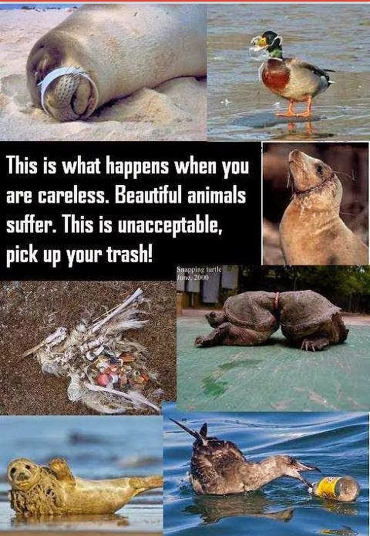 K9Conservation's tweet photo. https://t.co/nW1jHuh9LN