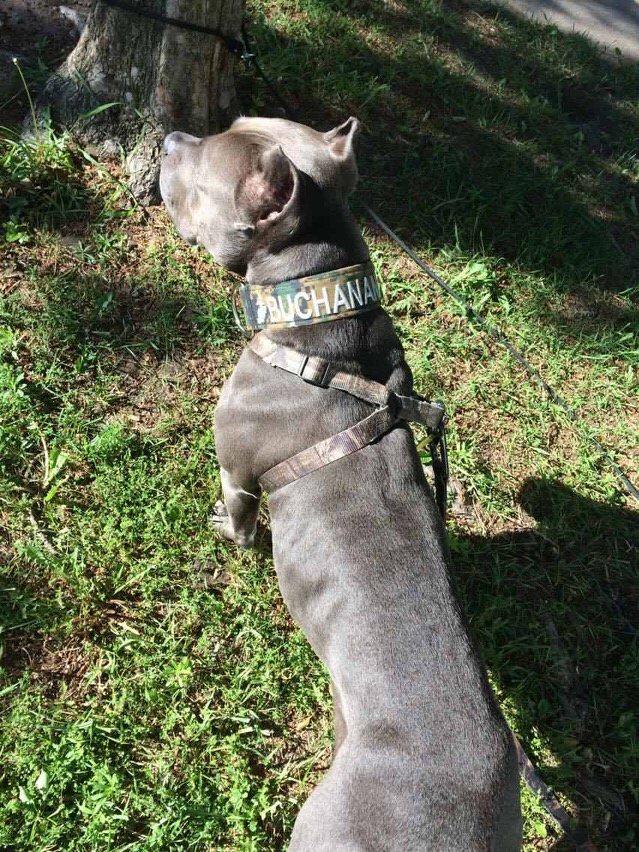 saleswisconsin's tweet photo. #k9 #customcollars #collarsrus #collarsUSA #usamade #spencer #buchanan https://t.co/dNOsxm72Pi