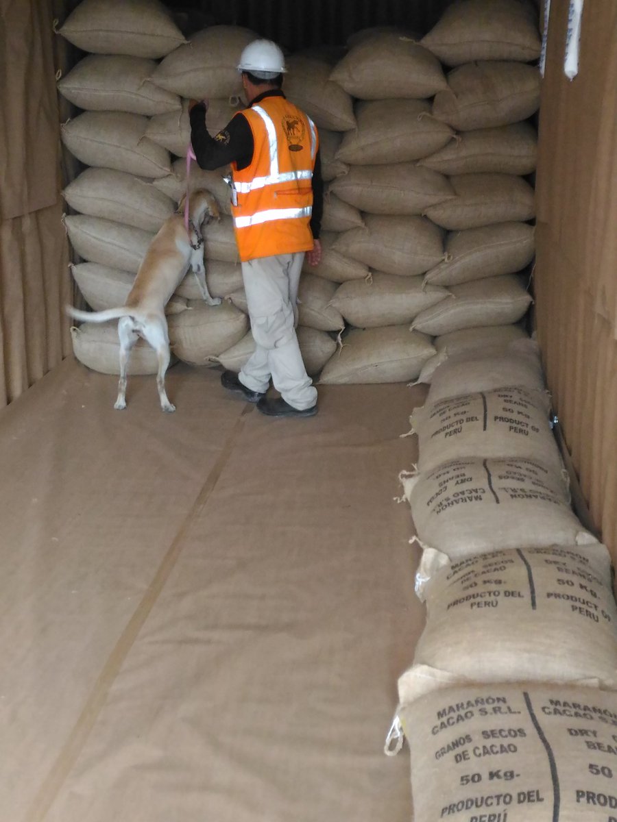 Camila the drug dog making sure there's only pure Nacional #cacao in the bags