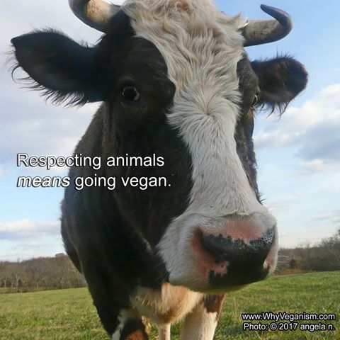 TAVSdotorg's tweet photo. Respecting animals *means* going vegan.
https://t.co/1S8v2xN5ny  
#veganism #vegan #whyveganism #tavs #cows https://t.co/PAneD7n9Jc