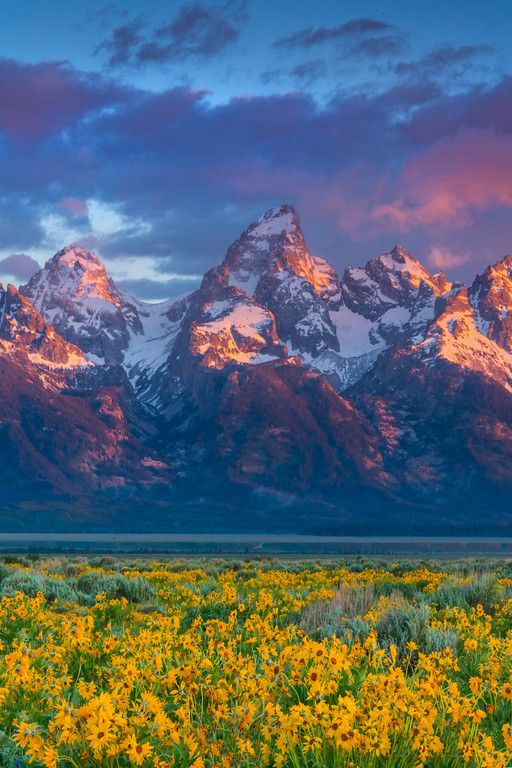 sobore's tweet photo. The wildflowers at Grand Teton National Park, Wyoming 
#travel https://t.co/IXqKGWAJtD