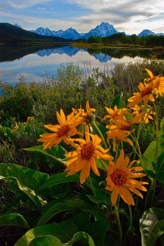 sobore's tweet photo. The wildflowers at Grand Teton National Park, Wyoming 
#travel https://t.co/IXqKGWAJtD