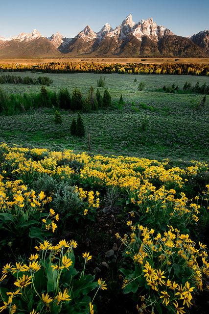 sobore's tweet photo. The wildflowers at Grand Teton National Park, Wyoming 
#travel https://t.co/IXqKGWAJtD