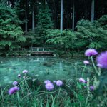 思わず息を呑むほどの美しさ!岐阜県のモネの池が綺麗すぎて吸い込まれそうw