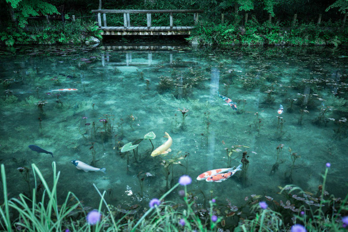 岐阜県 モネの池。人ごみ避けるために朝3時に起きて写真撮りに行って来た٩( 'ω' )و 不思議なくらい透き通った水の色が吸い込まれそうですごくきれい。