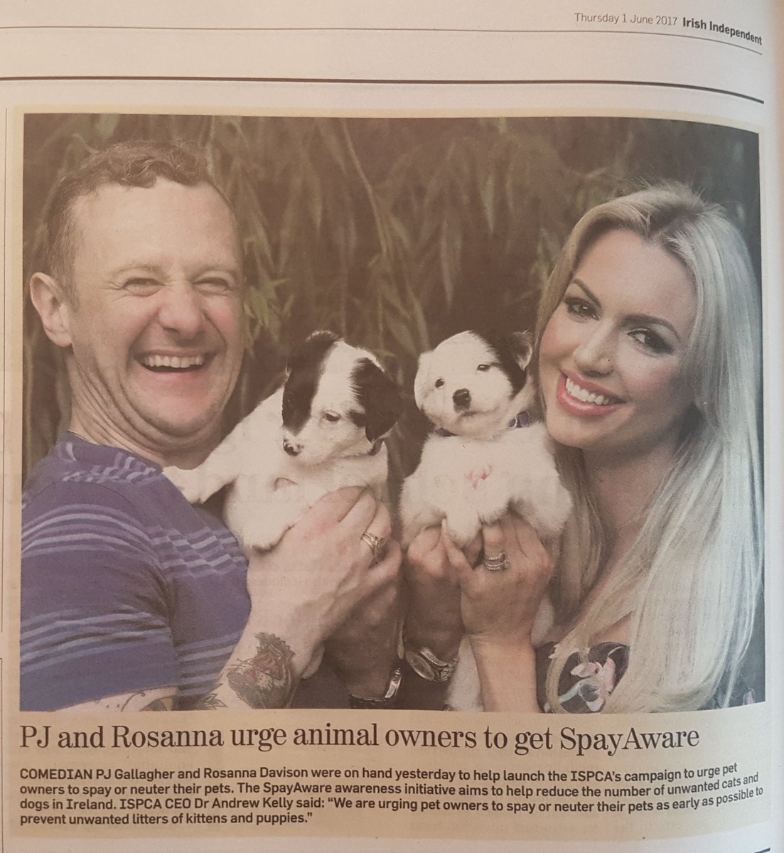 Spayaware's tweet image. Lovely pic in today's @Independent_ie Thank you for highlighting #SpayAware @ISPCA1 @pjgallagher @rosanna_davison @petethevet 
#EndCruelty