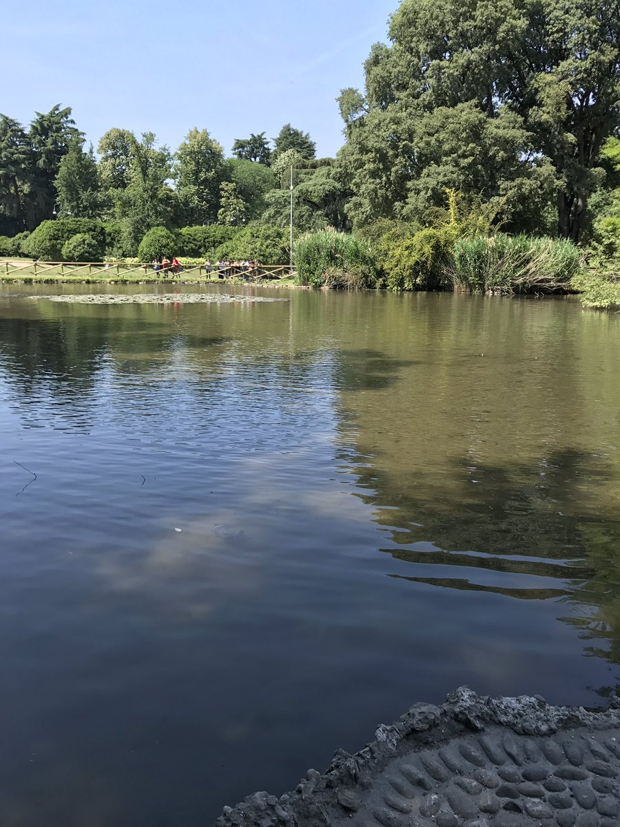 Sara Koch tweet media