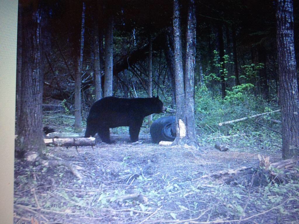 Going bear hunting! Look what's waiting for us! #LightEmUp <a href="/Sportchief1/">Sportchief</a> #bearhunting <a href="/Altansafeoutdrs/">Altan</a>