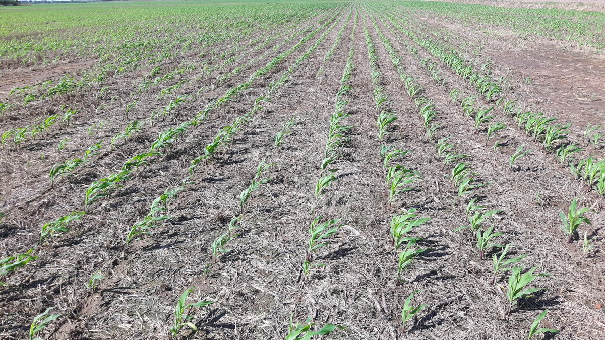 Veel verschillen in bodemkwaliteit in mid en zuid Bolivia. Groenbemesters en gips voor bodemstructuur kansrijk en noodzakelijk?!