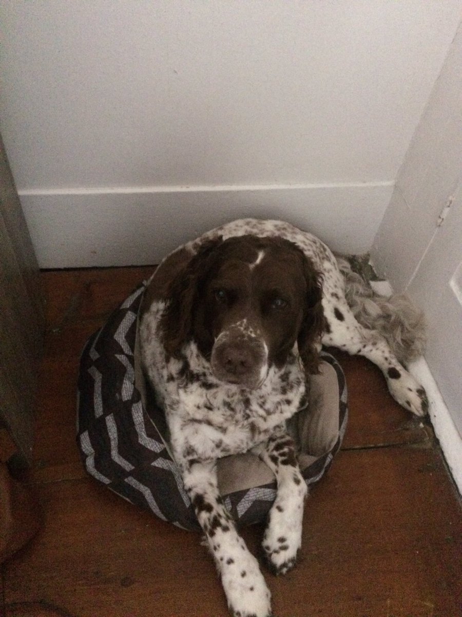 _foranimals's tweet image. So I guess Beau decided the tiny cat bed was far more comfortable to sleep on rather than is big bed!!  Et the cat bullied him off ❤❤❤