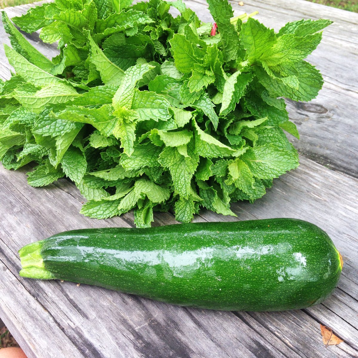 funnygirlfarm's tweet photo. Perfect pair: zucchini + mint. Perhaps with a mojito on the side? 🍹At the farmstand 2-6p. #localherbs #localcocktails #localeverything https://t.co/lDw9W1Myv0