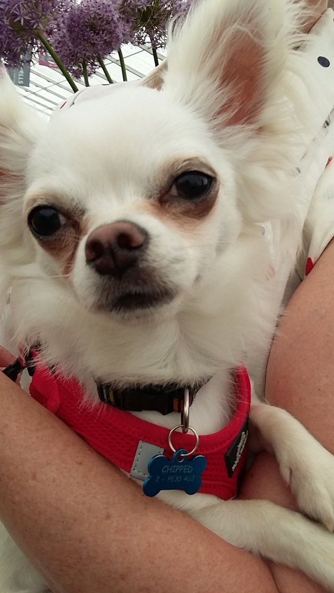 Sparkles, a Crufts champion among the many dogs having a lovely day out @Suffolkshow  today.