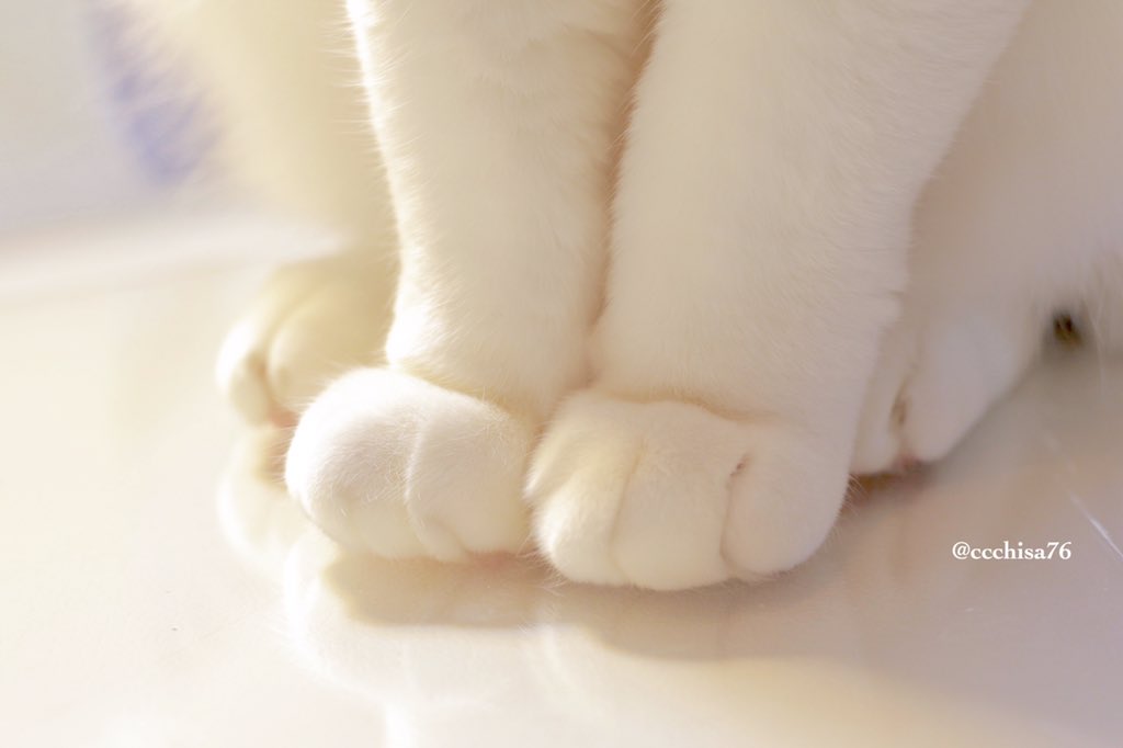 ccchisa76's tweet photo. 何度も見ちゃう 足コレクション🐾 https://t.co/4QIrr7ZdRu