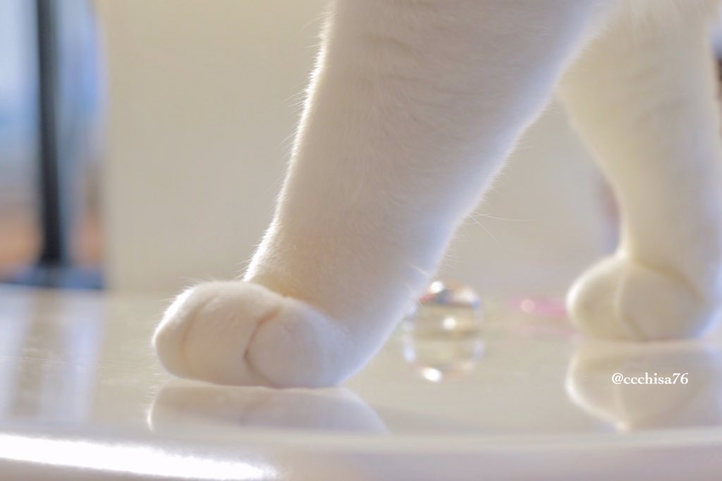 ccchisa76's tweet photo. 何度も見ちゃう 足コレクション🐾 https://t.co/4QIrr7ZdRu
