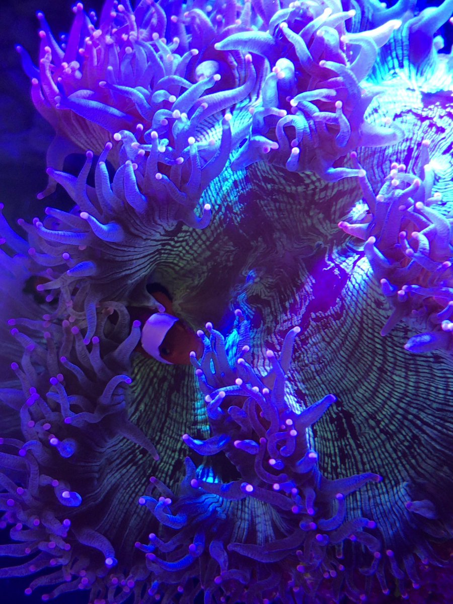 miniaqua tweet media