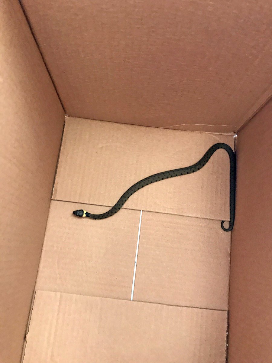 simply_shutters's tweet photo. Had a #grassnake visitor today! He's been returned back to hissss home on the field behind our unit. That’s about the long and thin of it ;) https://t.co/GF1DR3nWxQ