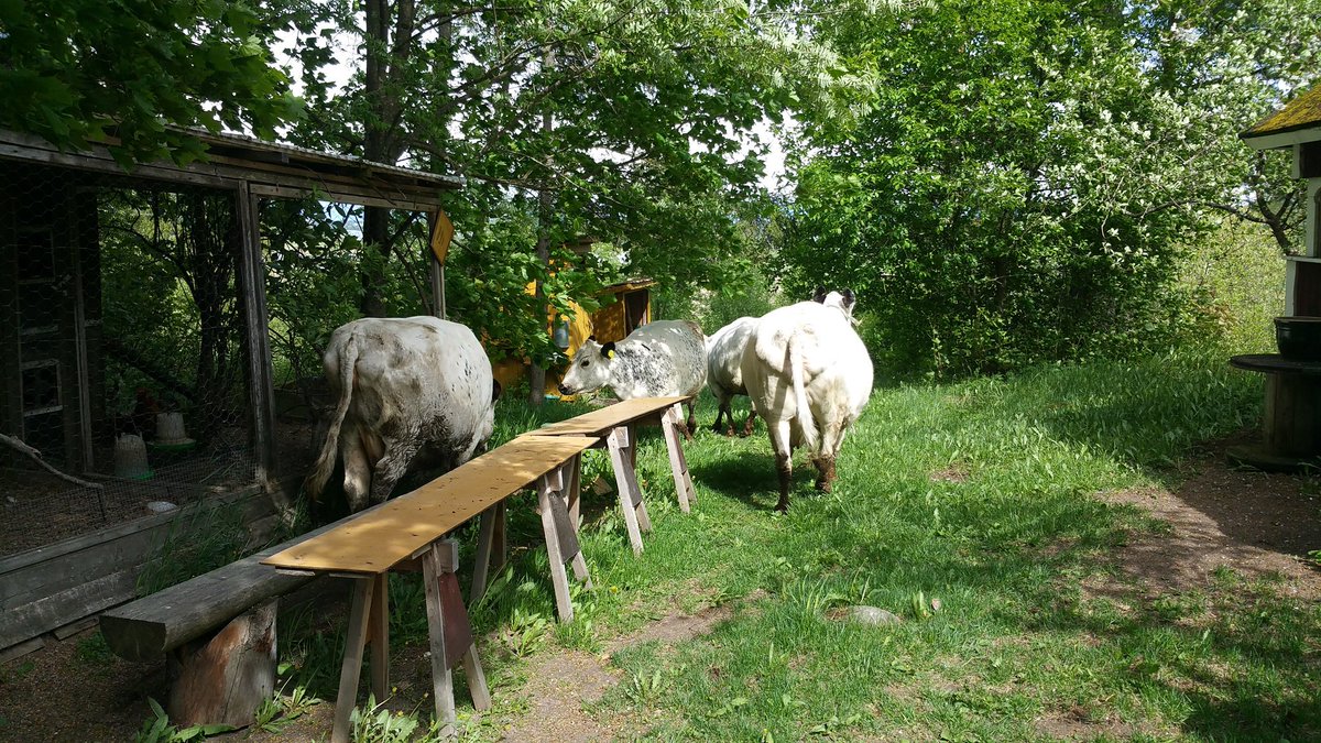 Oma_Maa's tweet photo. Lehmät laitumelle ja takas istutuspuuhiin :) https://t.co/sHX3kkUqhN