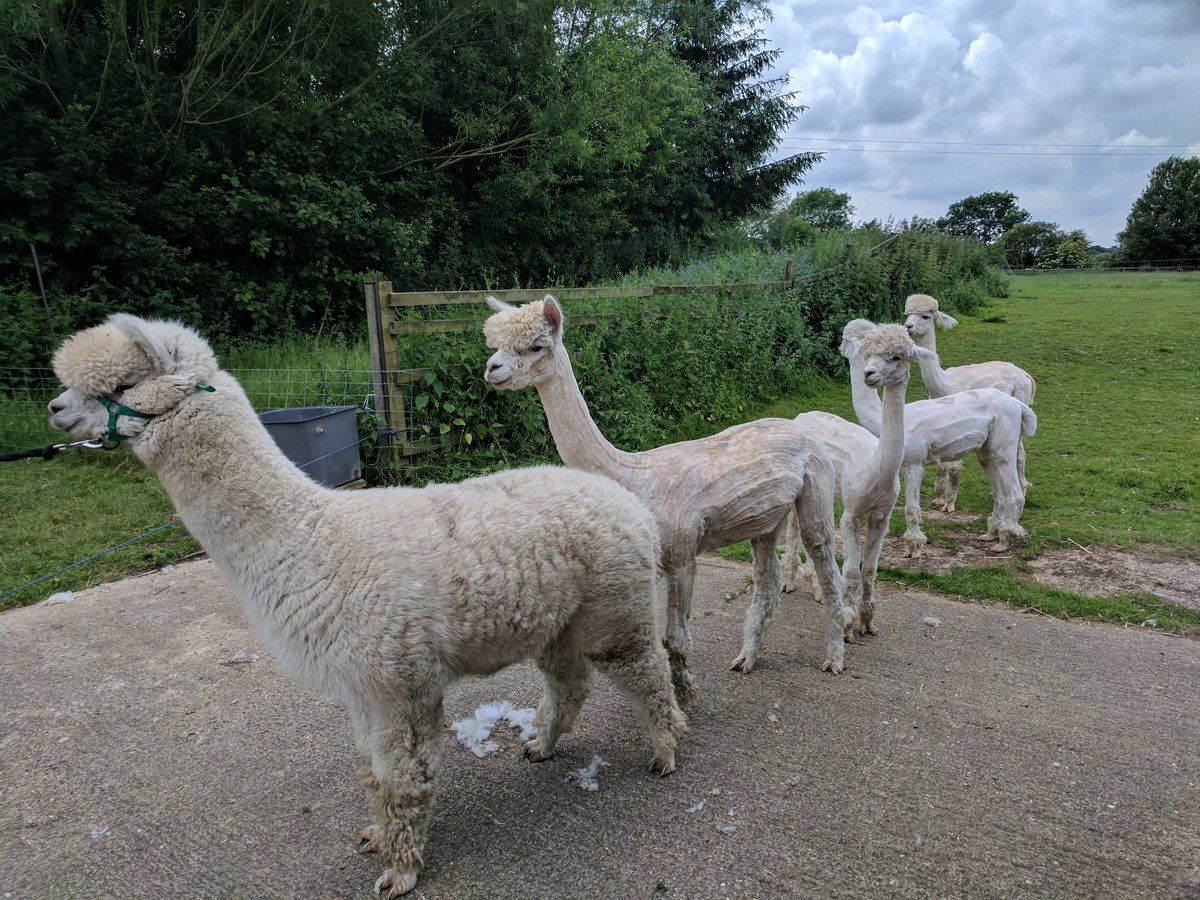 LoveLittleLotus's tweet photo. Where does #alpaca wool come from? #Ethical alpaca farming in Buckinghamshire: https://t.co/XkQ5UUXJGf #springwatch @CountryfileMag https://t.co/GPn9M3W9CF
