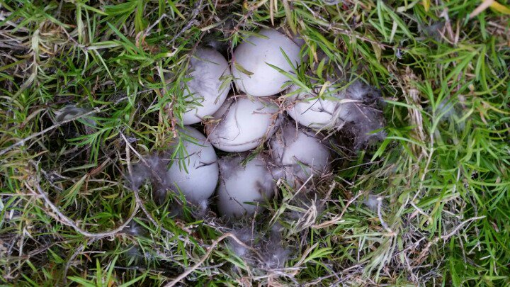 FloatHome4Sale's tweet photo. Momma "Maude" has now laid 7 eggs 🐣🐣🐣🐣🐣🐣🐣 #fsbo #floatinghome #pdx #columbiariver #bigeddymarina #floatingfreelands #frommyperch https://t.co/UvhNzKgkaX