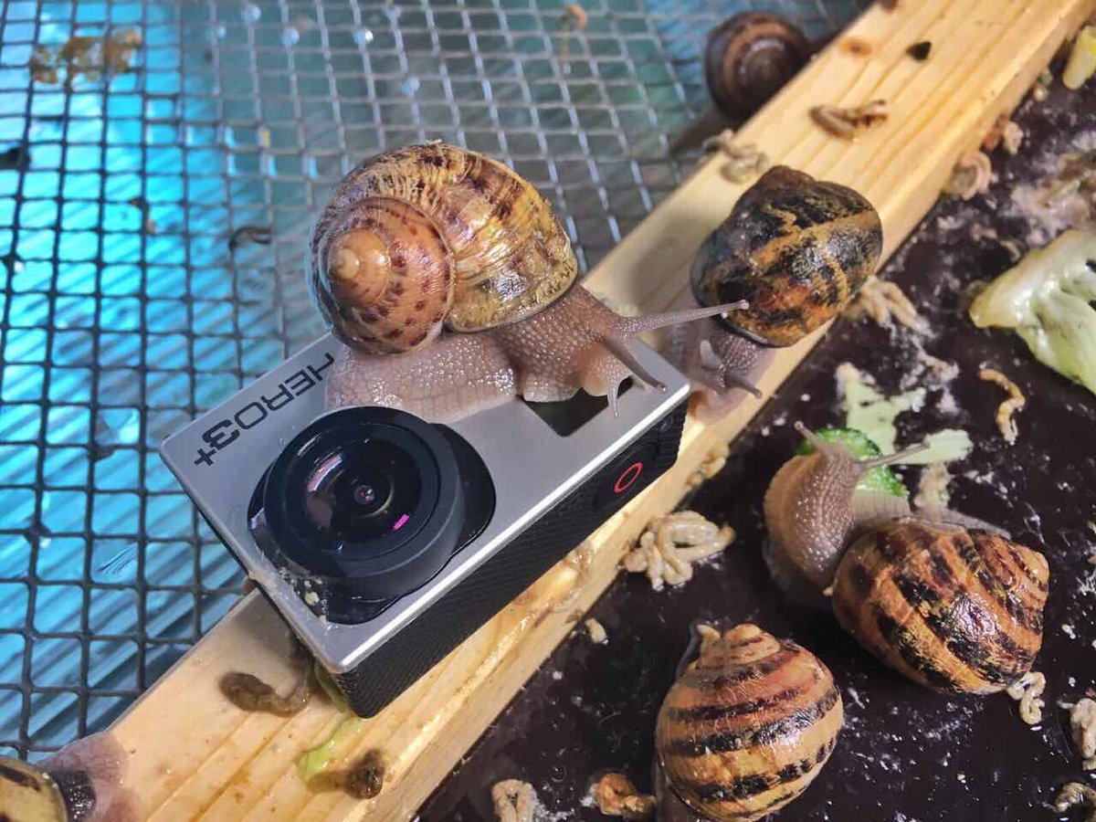 Newton_ORFeins's tweet photo. #Klebstoffe aus der Natur  - wie der Schleim von #Schnecken die #Medizin revolutionieren könnte. Newton, 3.6.; 18.40; ORFeins. https://t.co/kr4TZUAkpC