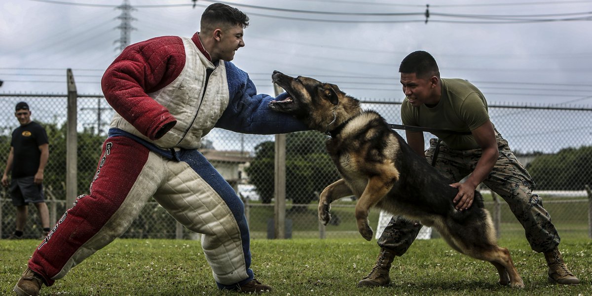 USMC's tweet image. Face Off

Which @IIIMEF Marine do you think will win: Ciro the working dog or Cpl. Matthew Byrd?