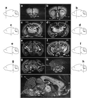 FEBS_Letters's tweet photo. Mexneurin: a novel #peptide #precursor in #rodent #CNS https://t.co/rjg0WS8n8q #NervousSystem #brain #endomorphins #OpioidReceptors #opioids https://t.co/EIfSToHfl4