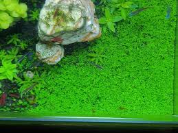 PlantedScape's tweet photo. When you are trying to grow a carpet, but it isn't growing... #4YearsOfTryHard #ada #plantedaquarium #aquarium #fish #plants https://t.co/dGLUir9uD1